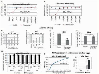 Inhibitor of Sarco/Endoplasmic Reticulum Calcium-ATPase Impairs Multiple Steps of Paramyxovirus Replication